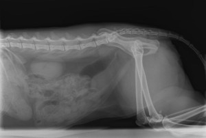 ostéopathie pour chien