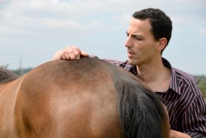 osteopathe equin toulouse