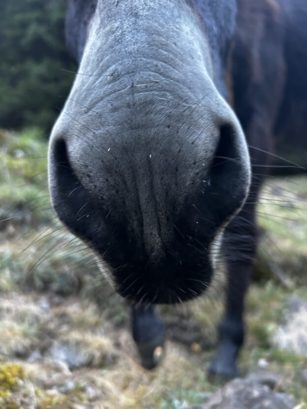 ostéopathe cheval